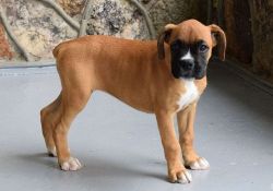 Lovely House Trained Boxer puppies