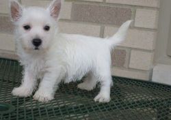 Affectionate West Highland White Terrier Puppies
