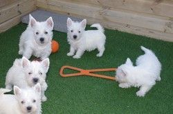 male and female west highland terrier puppies