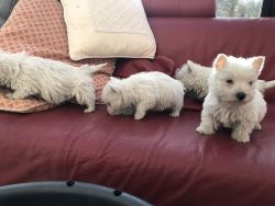 Beautiful West Highland Puppies For Sale