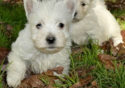 Well trained Active West Highland White Terrier Puppies