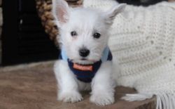 AKC Cute West Highland White Terrier Puppies
