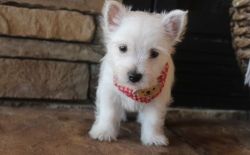 Adorable West Highland White Terrier Puppies