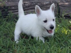 Well Socialized West Highland White Terrier Puppies