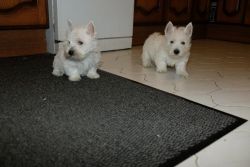 Adorable West Highland Terriers puppies