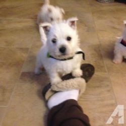 Home trained West Highland White Terrier Puppies