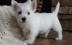 Affectionate West Highland White Terrier puppies