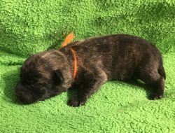 Westiepoo male puppies for sale
