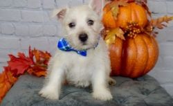 Registered West Highland White Terrier Puppy text (xxx) xxx-xxx7