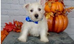 ACA West Highland White Terrier Puppies text (xxx) xxx-xxx7