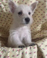 West Highland Terrier Puppies for XMAS