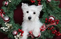 Friendly West Highland White Terrier Pups text (xxx) xxx-xxx7