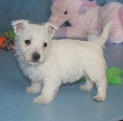 Lovely AKC West Highland White Terrier Puppies