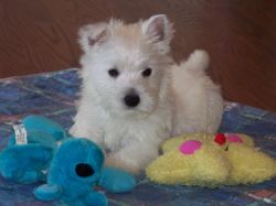 AKC West Highland White Terrier Puppies. (xxx) xxx-xxx2