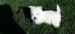 Beautiful West Highland White Terrier puppies