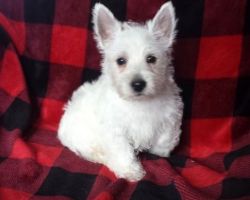 Wonderful Family West Highland White Terrier Puppy