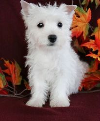 West Highland White Terrier Pups Text (xxx) xxx-xxx7