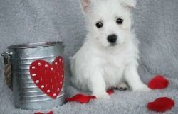 Micro-chipped Male and Female West Highland White Terrier Puppies