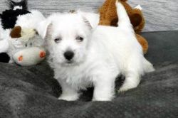 Awesome Personality West Highland White Terrier Puppies