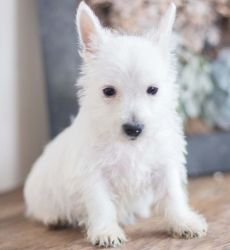 ACA Registered West Highland White Terrier Puppies