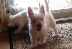 Champion Bloodlines West Highland White Terrier Puppies