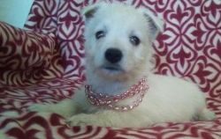 Valentines Day West Highland White Terrier Puppies