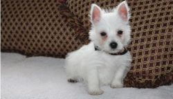 Beautiful Little West Highland White Terrier Puppies