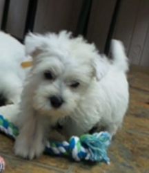 Gorgeous AKC West Highland White Terrier Puppies