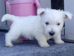 Lovely West Highland White Terrier Puppies For Sale
