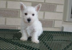 Cute West Highland White Terrier puppies. Text (xxx) xxx-xxx2