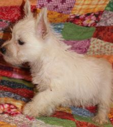 Loving & Affectionate West Highland White Terrier Puppies