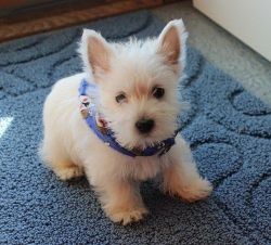 AKC Boys and girls West Highland White Terrier puppies