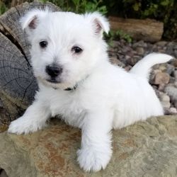AKC Registered Westie Puppies for sale.