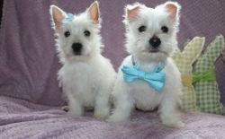 Very Sweet Natured West Highland White Terrier