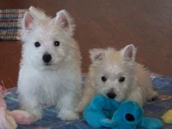 AKC West Highland White Terrier puppies.
