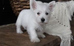 Adorable West Highland White Terrier puppies