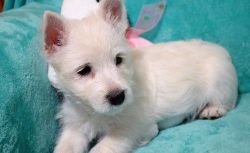 AKC Westie puppies For Sale