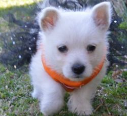 Adorable Westie puppies for sale (xxx) xxx-xxx2