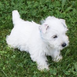 Akc reg. Male and female Westie puppies
