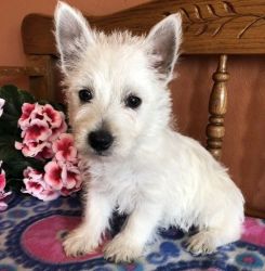 Beautiful White West Highland White Terrier Puppies