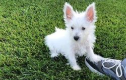 Absolutely Cute West Highland White Terrier Puppies