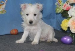 Adorable Male and Female West Highland White Terrier