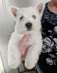 Gorgeous Westie Puppies For Lovely Homes