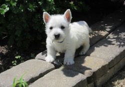 Purebred West Highland White Terrier Puppies