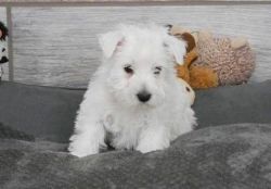 Playful West Highland White Terrier Puppies.