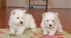 AKC Westie Puppies 2 males and 3 females.