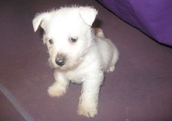 Five Beautiful West Highland White Terrier puppies