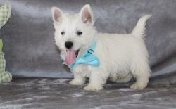AKC West Highland White Terrier Puppies ready