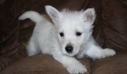 Full Registration West Highland White Terrier puppies