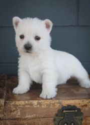 Home Raised West Highland White Terrier Puppies